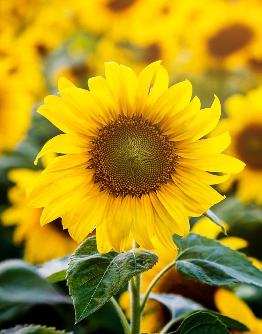 zonnebloem_02
